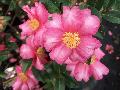 Kanjairo Sasanqua / Camellia sasanqua 